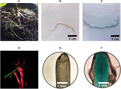 Fine-tuning CRISPR/Cas9 gene editing in common bean (Phaseolus vulgaris L.) using a hairy root transformation system and in silico prediction models